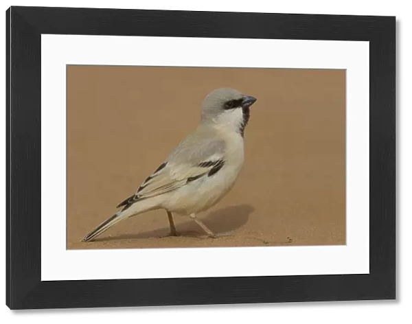 Desert Sparrow (Passer simplex) male, Morocco