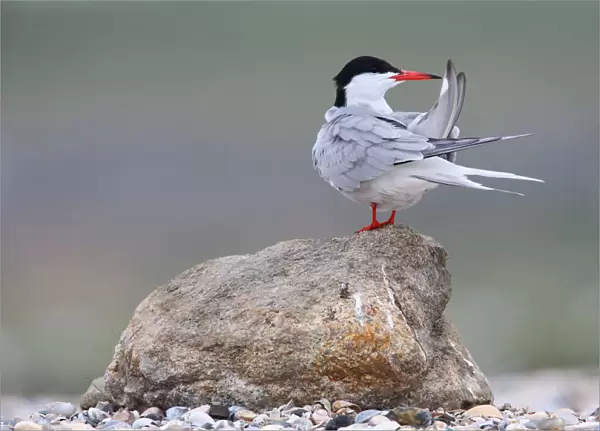 Common Tern (Sterna hirundo), Texel, The Netherlands