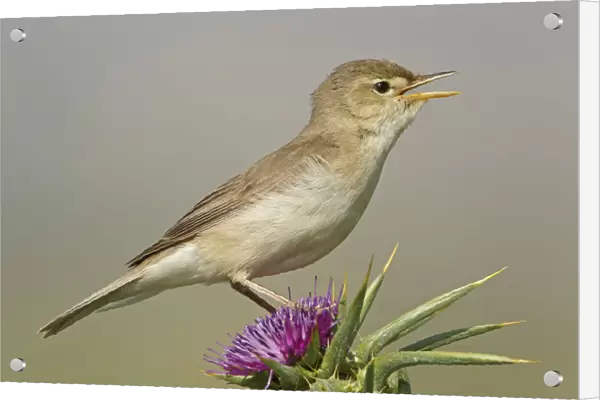 Eastern Olivaceous Warbler (Iduna pallida) singing, Lesvos, Greece