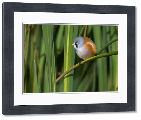 Bearded Tit (Panurus biarmicus) male perched on a reed stem and looking at camera