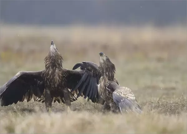 Two White-tailed Eagles (Haliaeetus albicilla) intimidating each other, while perching