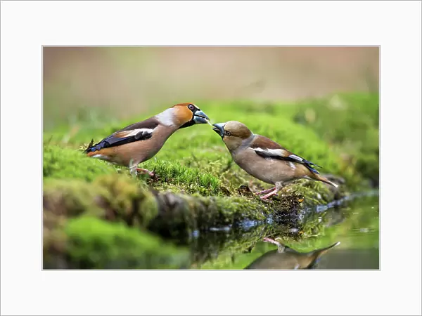 Male Hawfinch (Coccothraustes coccothraustes) giving seed to a female Hawfinch, Noord-Brabant