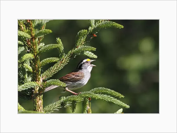White-throated Sparrow (Zonotrichia albicollis) calling during breeding season, Canada