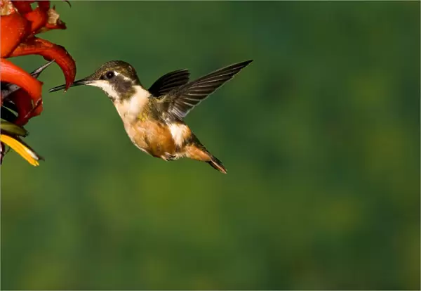 White-bellied Woodstar (Chaetocercus mulsant) hummingbird feeding on flower nectar