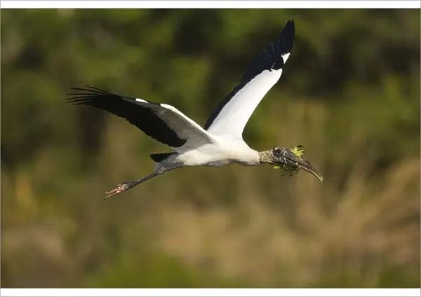 Wood Stork (Mycteria americana) carrying nesting material, Florida