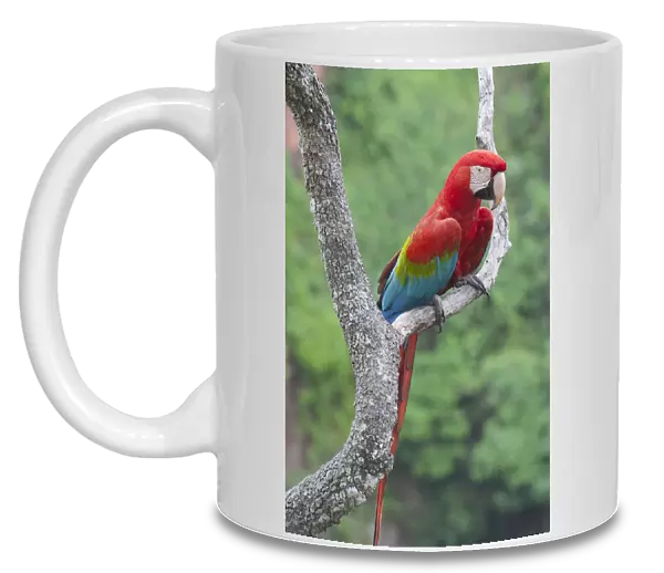 Red and Green Macaw (Ara chloroptera), Buraco das Araras, Mato Grosso do Sul, Pantanal