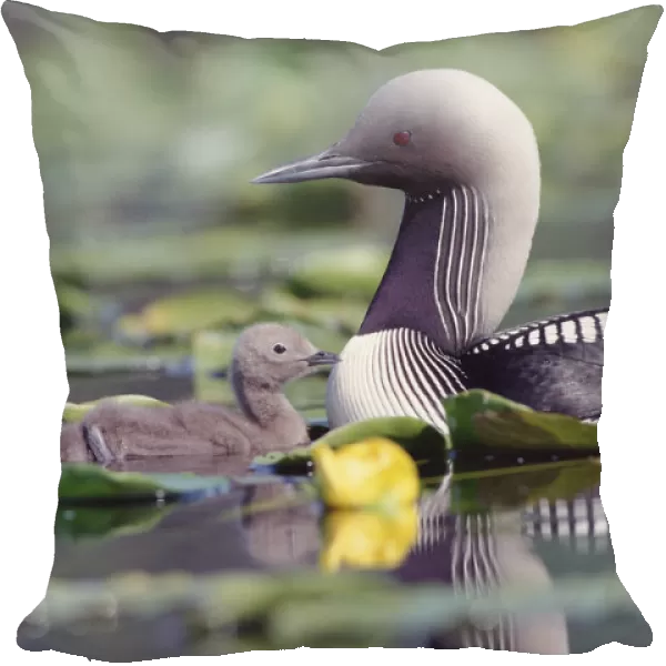 Pacific Loon (Gavia pacifica) parent and chick swimming among water lilies, North America