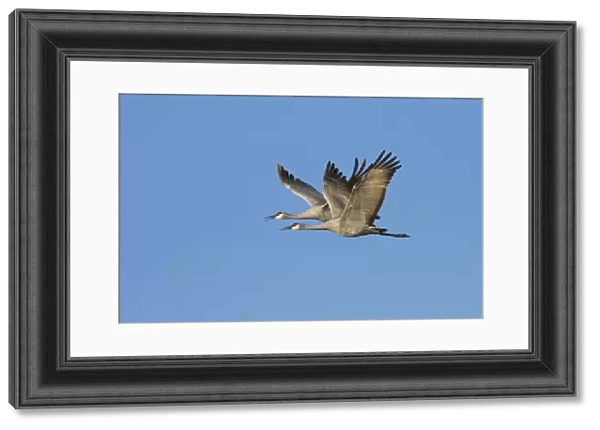 Sandhill Crane (Grus canadensis) pair flying, Bosque Del Apache National Wildlife Refuge
