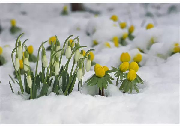 Snowdrop (Galanthus nivalis) flowers blooming in snow, Germany