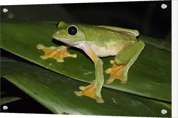 Gliding Leaf Frog (Agalychnis spurrelli), Costa Rica