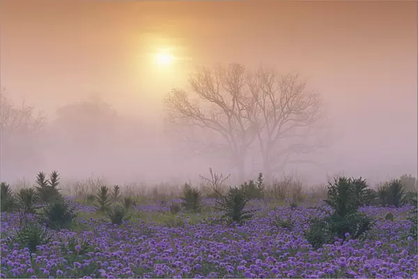 Sand Verbena (Abronia gracilis) field and foggy morning sunrise over a bare tree, Hill Country