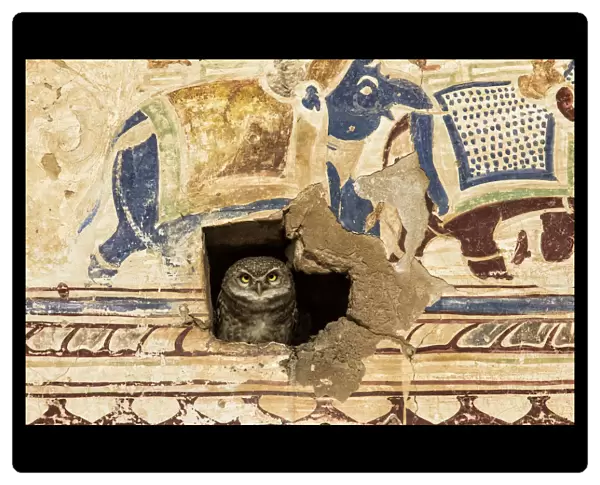 Spotted Owlet (Athena brama) peering through a hole in a wall covered with a mural