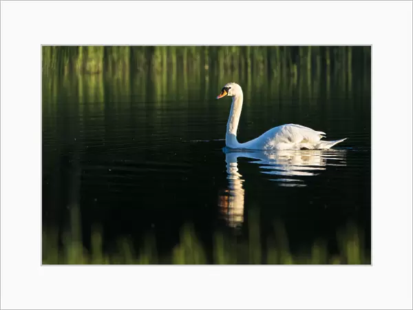 Mute swan (Cygnus olor) at edge of lake, Tartu region, Estonia, Tartu region, Estonia