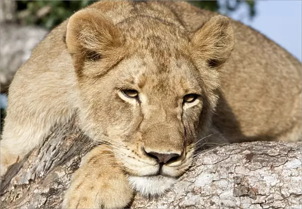 Lion (Panthera leo) lying in tree, South Africa, Sabi Sands