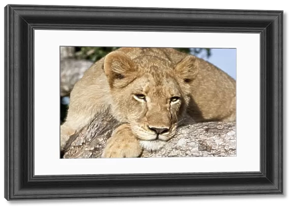 Lion (Panthera leo) lying in tree, South Africa, Sabi Sands