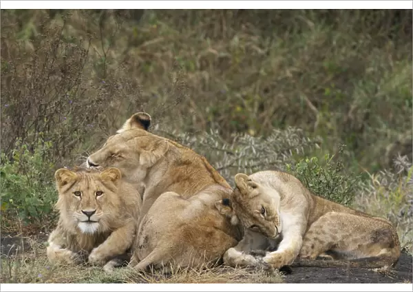 Lion (Panthera leo) juveniles cleaning themselves, Tanzania, Serengeti National park