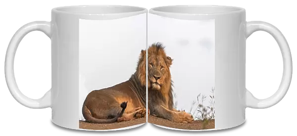 Lion( Panthera leo) resting, Zimanga, Mkuze, Kwazula-Natal, South Africa