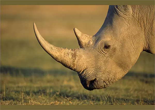 White rhinoceros (Ceratotherium simum) profile, Kenya, Lake Nakuru National Park