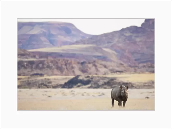 An endangered desert-adapted Black Rhinoceros (Diceros bicornis