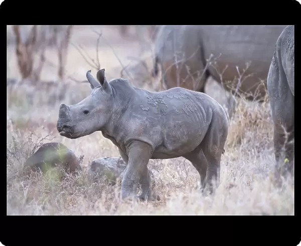 White Rhinoceros (Ceratotherium simum) calf, South Africa, Limpopo, Kruger National Park
