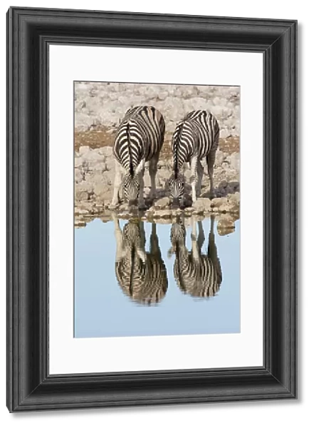 Pair of Burchellaes Zebra (Equus quagga burchellii) standing at wateraes edge to drink with