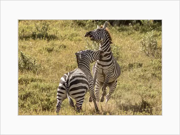 Plains Zebra (Equus quagga) adult males fighting, Rift Valley, Kenya