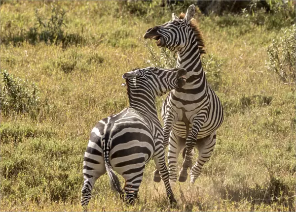 Plains Zebra (Equus quagga) adult males fighting, Rift Valley, Kenya