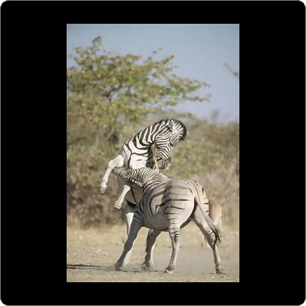 Common zebras (Equus quagga) fighting, Namibia, Etosha National Park