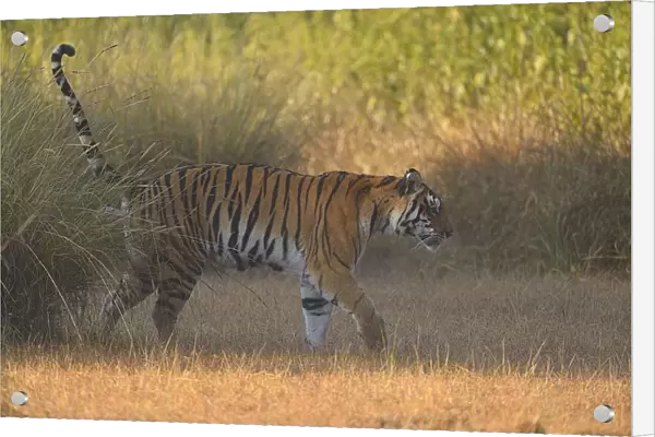 Bengal Tigress (Panthera tigris) is marking her territory while crossing an open field