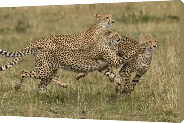 Cheetahs (Acinonyx jubatus) running, Kenya, Masai Mara National Reserve