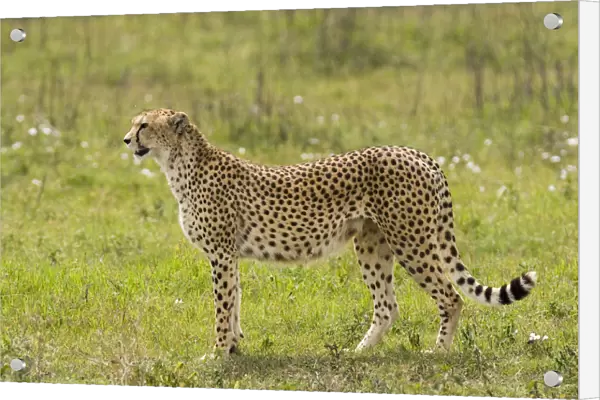 Cheetah (Acinonyx jubatus) standing, Ngorongoro Conservation Area, Tanzania