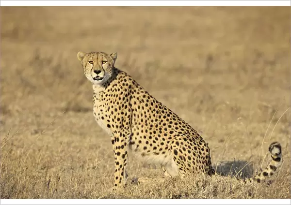 Cheetah (Acinonyx jubatus) sideview, Tanzania, Serengeti National Park, Ndutu