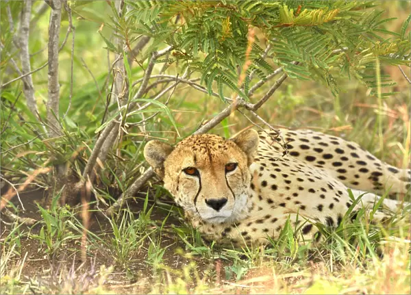 Cheetah (Acinonyx jubatus) resting, Londolozi Game Reserve, South Africa