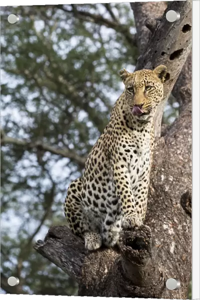 Leopard (Panthera pardus) sitting in a tree, Hoedspruit, Limpopo, South-Africa