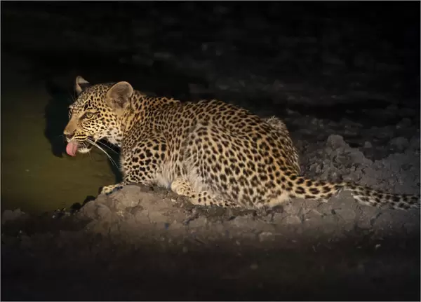 Leopard (Panthera pardus) cub drinking water at night, Okavango Delta, Botswana