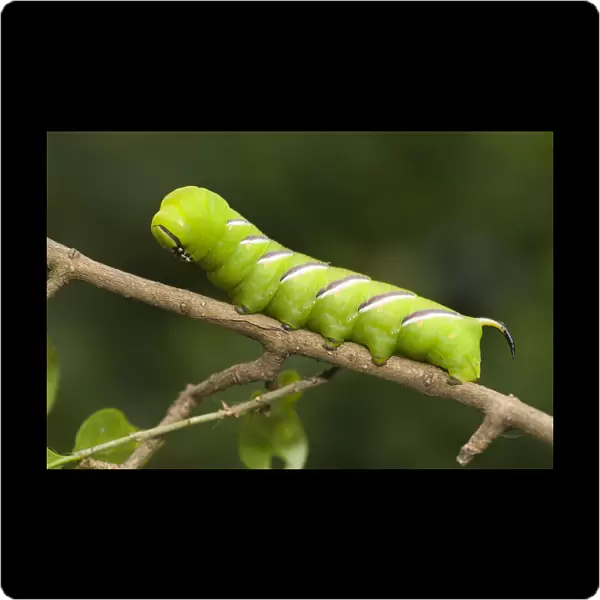 Privet Hawk Moth (Sphinx ligustri) caterpillar on a branch, Den Helder, Noord-Holland