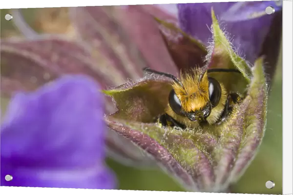 Leafcutter Bee (Megachile centuncularis) male sleeping in flower, Den Helder