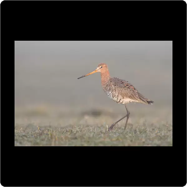 Black-tailed Godwit (Limosa limosa) walking on grassland in the early morning