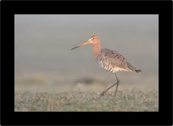 Black-tailed Godwit (Limosa limosa) walking on grassland in the early morning