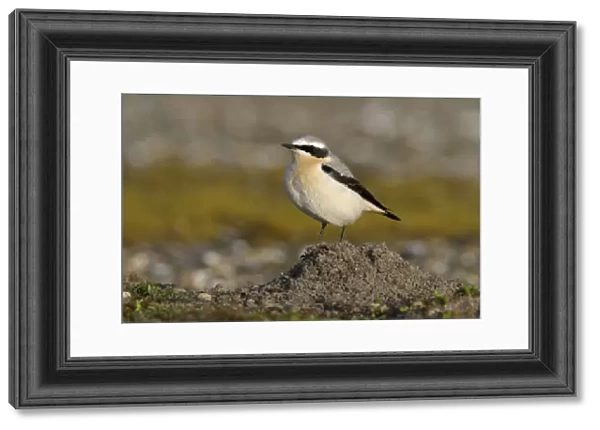Northern Wheatear (Oenanthe oenanthe) on mole hill, Noord-Holland, The Netherlands