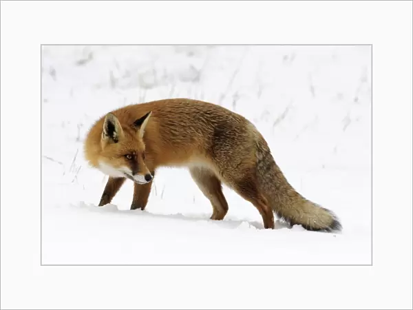 Red Fox (Vulpes vulpes) in snow, Noord-Holland, The Netherlands