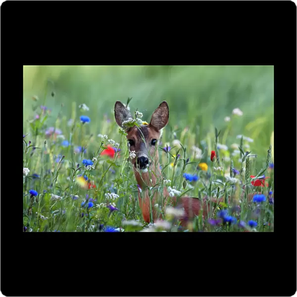 European Roe Deer (Capreolus capreolus) doe foraging in field of colorful wild flowers