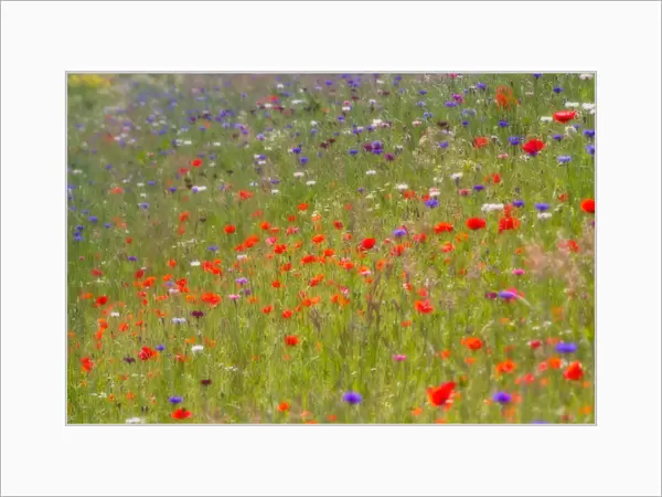 Impression of a field with flowering wildflowers
