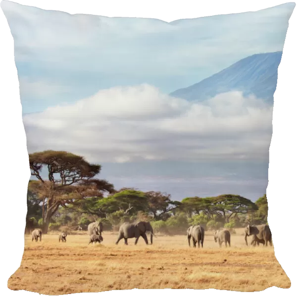 African Elephant (Loxodonta africana) herd with Mount Kilimanjaro in the background
