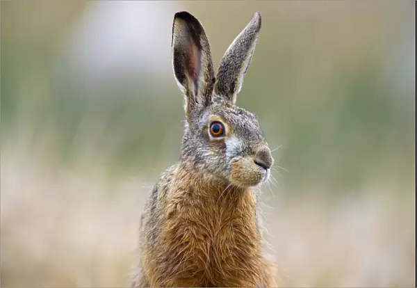 European Hare(Lepus europaeus) portrait, looking at the camera, The Netherlands, Zeeland