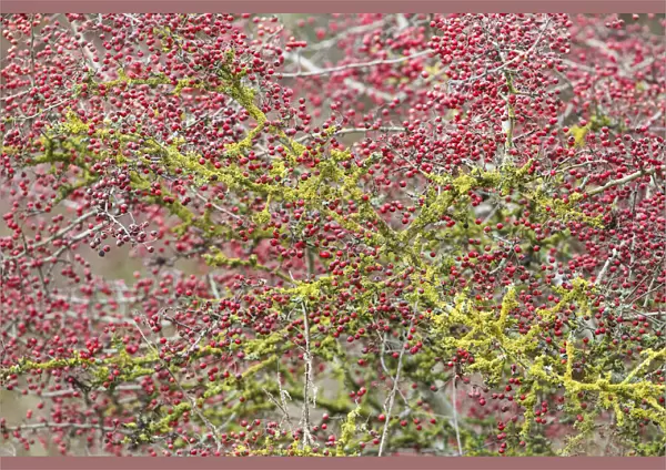 One Hawthorn (Crataegus sp) bush full with berries and Common Orange Lichen (Xanthoria parietina) on the branches, Millingerwaard, gelderland, the Netherlands