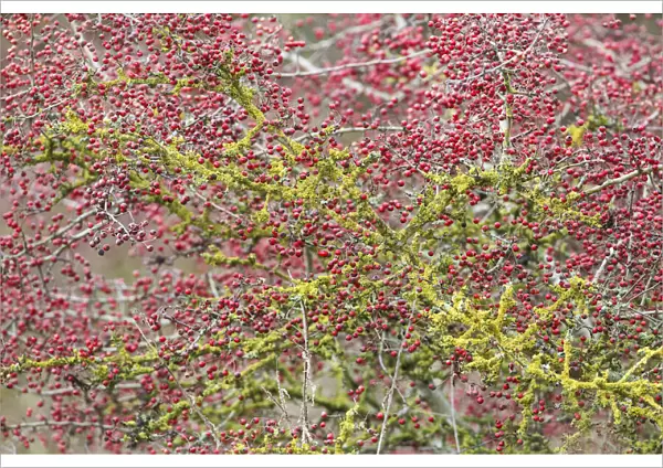 One Hawthorn (Crataegus sp) bush full with berries and Common Orange Lichen (Xanthoria parietina) on the branches, Millingerwaard, gelderland, the Netherlands