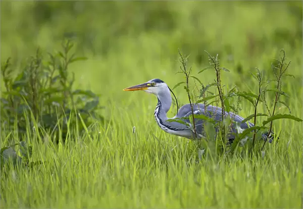 Grey Heron (Ardea Cinerea) hunting in the swamp and looking at camera, IJssel, Kampen, Overijssel, the Netherlands