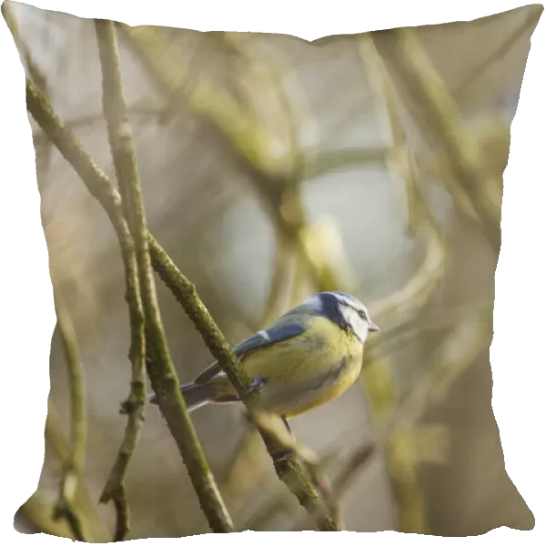 Two Blue Tit (Cyanistes caeruleus) perched on branches, one in the foreground and one in the background, Bremerton, gelderland, the Netherlands
