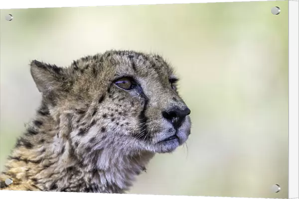 Cheetah (Acinonyx jubatus) portrait, Mkuze, Kwazula-Natal, South-Africa